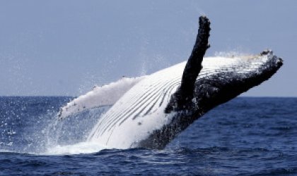 De paseo para visitar a las ballenas en Ecuador
