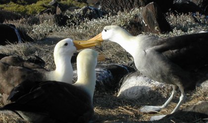 JapÃ³n dona a Ecuador $ 1 0 millones para plan ecolÃ³gico en GalÃ¡pagos