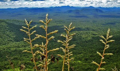 Gobierno Ecuador entrega tÃ­tulos de propiedad de territorios a etnia achuar