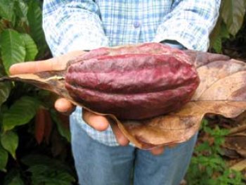 Cacao, mÃ¡s productivo en Manabi
