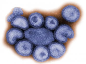 Gripe AH1N1 deja un total de 394 casos de gripe y ocho muertos