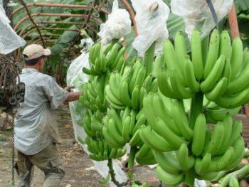El mercado mundial se satura de banano