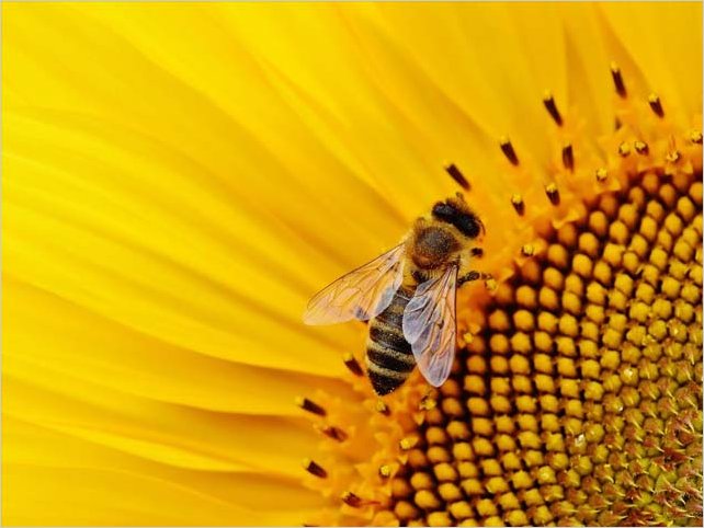 Estudio de Oxford seÃ±ala que la miel es mejor que los antibiÃ³ticos para tratar la tos