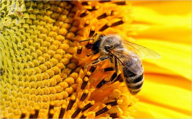 Un pesticida comÃºn, culpable de matar a cientos de millones de abejas