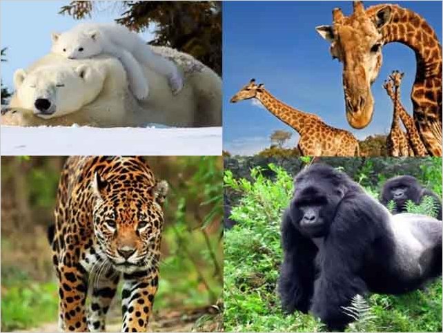 Un millÃ³n de especies estÃ¡n en peligro de extinciÃ³n por culpa del hombre