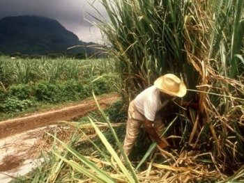 AzÃºcar, el nuevo petrÃ³leo