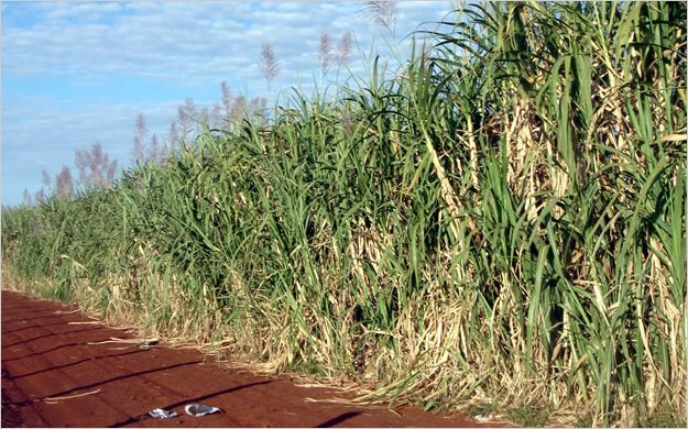 Tierras improductivas serÃ¡n sembradas con caÃ±a de azÃºcar para biocombustible