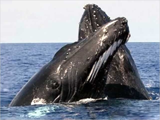 GuÃ­a para mayor seguridad en avistamiento de ballenas en Ecuador