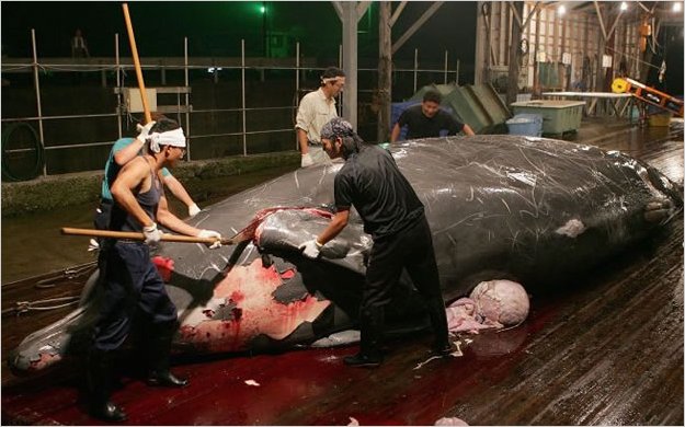 La Corte de la Haya prohibiÃ³ la caza de ballenas
