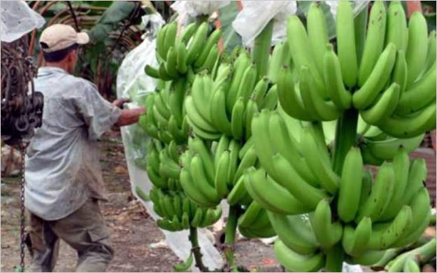 El Gobierno Nacional planifica la creaciÃ³n de una exportadora estatal de banano