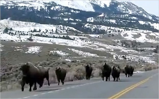 Animales huyen del Parque de Yellowstone, Â¿CatÃ¡strofe inminente?