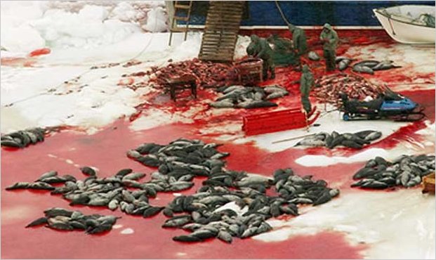 Denuncian la extrema crueldad de la caza de focas en Canada
