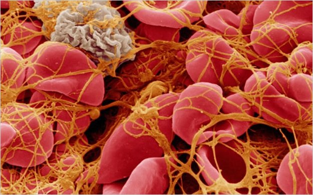 Descubren la causa de la longevidad de las cÃ©lulas madre sanguÃ­neas