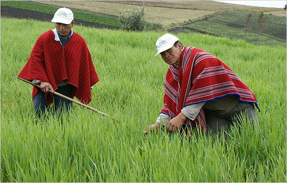 INIAP fomenta el cultivo de cebada en comunidades de Chimborazo