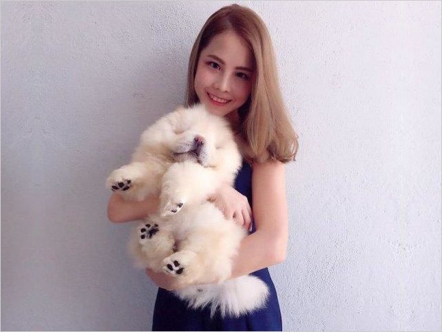 Instagram: este bello Chow Chow se estÃ¡ robando el corazÃ³n de todos