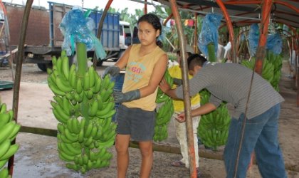 Suscribe Ecuador con Europa acuerdo sobre comercio del banano