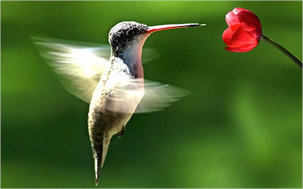 ColibrÃ­es enfrentan riesgo de extinciÃ³n en AmÃ©rica