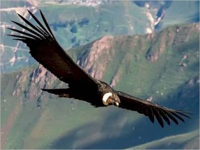 Ecuador celebrÃ³ el DÃ­a Nacional del CÃ³ndor Andino