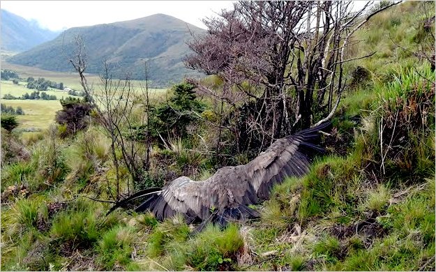 Siguen la pista de los asesinos del cÃ³ndor 