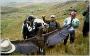 Buscan a cazadores de un c�ndor en Ecuador