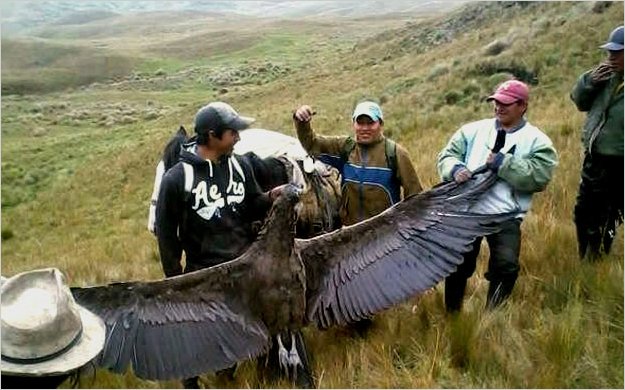 Buscan a cazadores de un cÃ³ndor en Ecuador