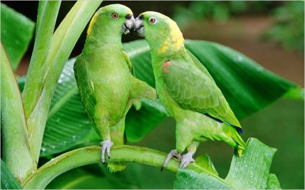 CNE entregarÃ¡ formularios de firmas para consulta sobre YasunÃ­