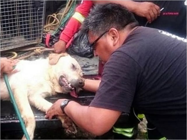 Dayko, el perro que muriÃ³ de agotamiento tras rescatar a siete personas en el terremoto de Ecuador