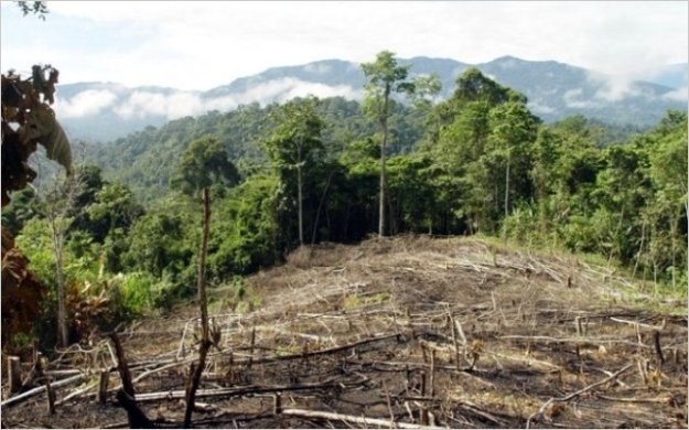 Ecuador tiene elevada tasa de deforestaciÃ³n