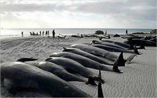 3.000 delfines sospechosamente muertos en PerÃº
