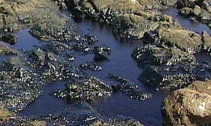 Derrame de crudo en Ecuador afectÃ³ el rÃ­o Teaone