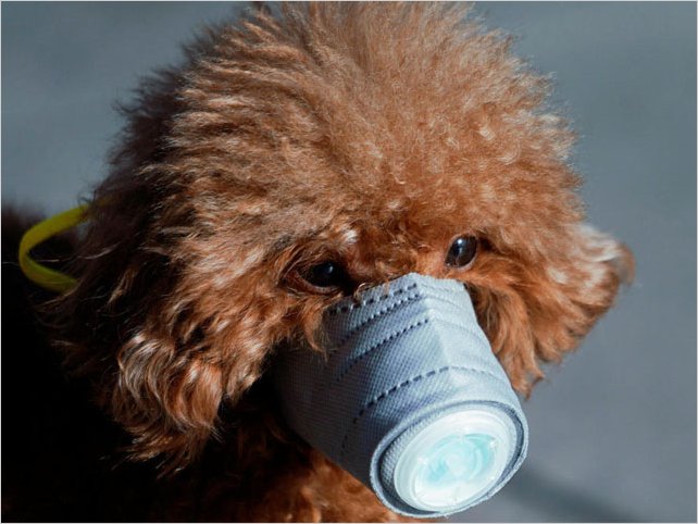 Hong Kong: un perro da positivo al coronavirus y es puesto en cuarentena