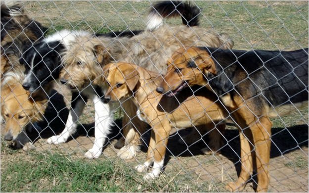 Albergue para animales domÃ©sticos con importantes resultados
