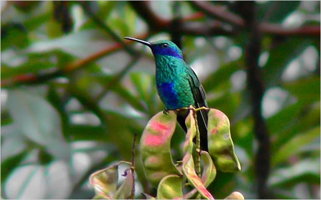 Colombia prohÃ­be explotaciÃ³n petrolera de parque amazÃ³nico y duplica su extensiÃ³n