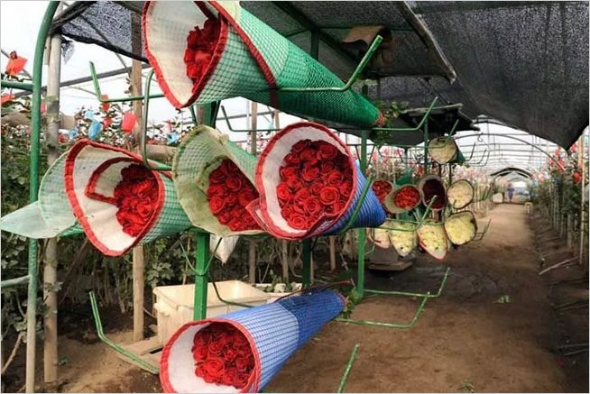 Ecuador tratarÃ¡ de batir rÃ©cord mundial con arreglo floral con mÃ¡s de 200 mil rosas