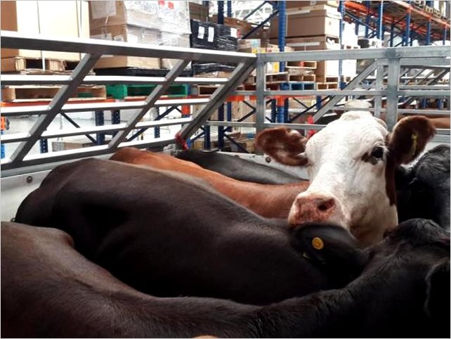 Bovinos paraguayos llegaron a Ecuador
