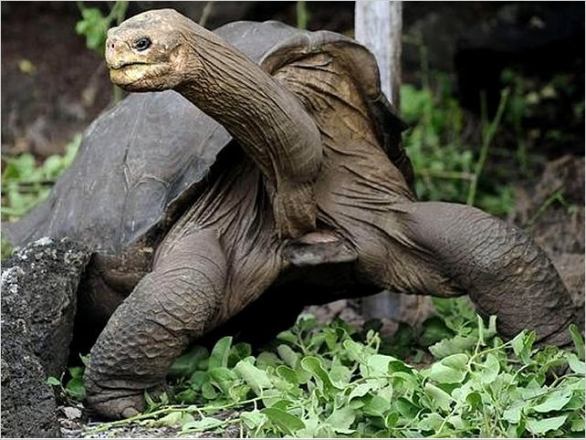 Cuerpo embalsamado de tortuga 