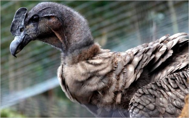 Guambi: el cÃ³ndor que trae esperanza al sur del Ecuador