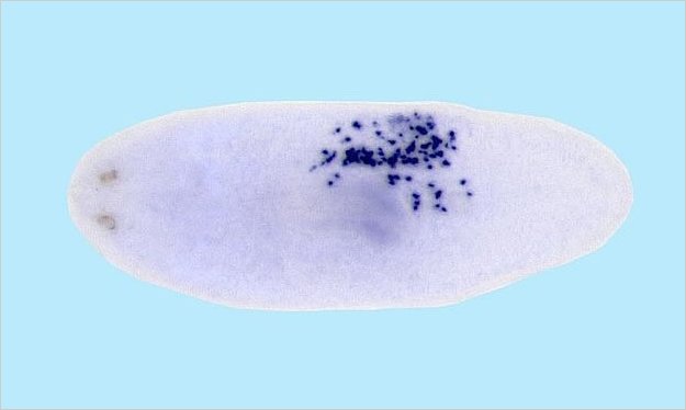 Descubren cÃ³mo los gusanos regeneran su propia cabeza o cualquier parte de su cuerpo
