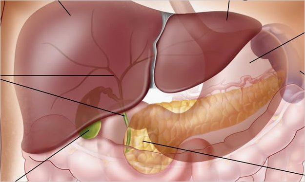 CientÃ­ficos rusos desarrollan fÃ¡rmaco que estimula la regeneraciÃ³n hepÃ¡tica
