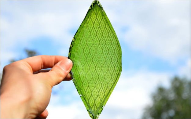 La primera hoja sintÃ©tica es capaz de crear oxÃ­geno