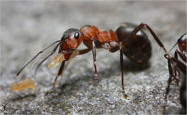 Hormiga roja puede ayudar a predecir terremotos