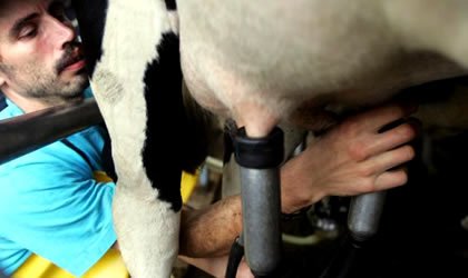 Productores de leche en Ecuador afectados por prolongada sequÃ­a