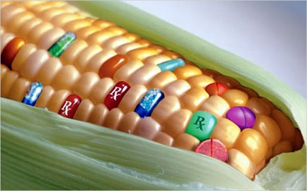 Descartan semillas de maÃ­z transgÃ©nico en el DF