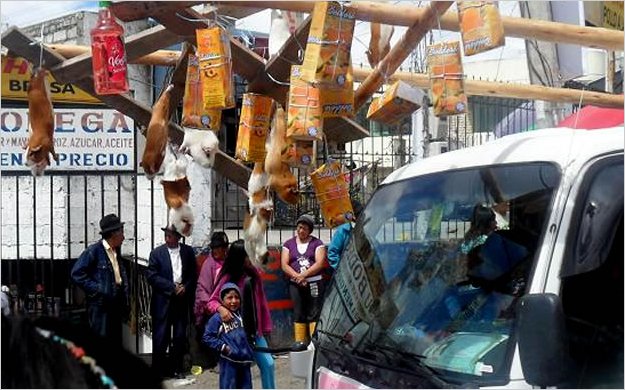 Maltrato extremo en contra de animales en desfile de Izamba