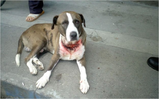 Video clip ecuatoriano concientiza sobre el maltrato a los perros callejeros