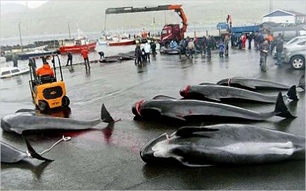 Cientos de delfines y ballenas mueren en horrorosa matanza en Dinamarca