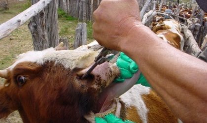 Cuarentena en Ecuador por focos de fiebre aftosa