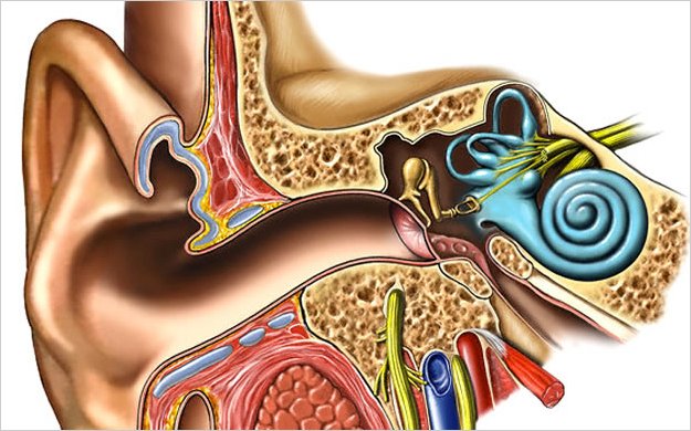 CÃ©lulas madre podrÃ­an curar la sordera