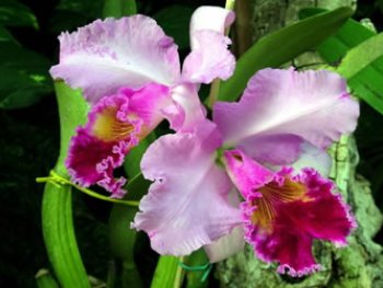 Descubren en Ecuador la orquÃ­dea mÃ¡s pequeÃ±a del mundo