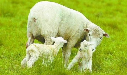 Ecuador importarÃ¡ 12 000 ovejas uruguayas